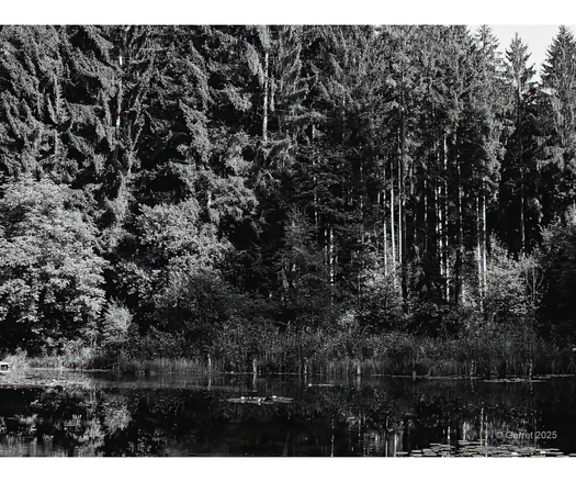 Dense forest of tall pine trees reflected in a calm, dark lake. The black and white tone adds a serene, timeless feel to the scene.