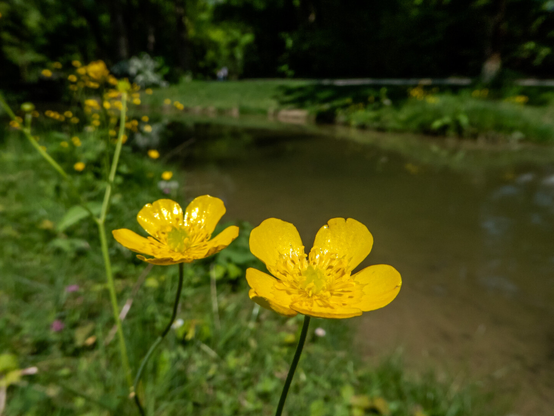 The image shows two bright yellow buttercup flowers in the foreground, positioned slightly to the left. The petals are shiny, reflecting sunlight, and the center of each flower is densely packed with smaller stamens. The flowers stand amidst green grass that fills the lower part of the image. The background features a blurred view of a small, placid pond surrounded by more green foliage and additional buttercup flowers scattered along the opposite bank. The lighting is bright, casting a vivid and lively tone across the scene.