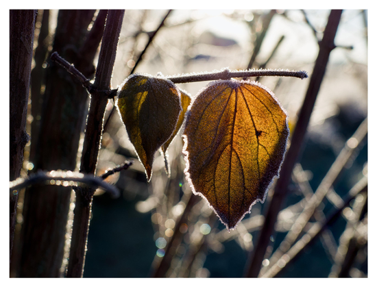 En liggande bild på några brunaktiga löv med en isrand runt dem. Taget i motljus. Kvistar runt om.