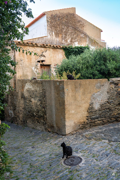 Color photo of a black cat on a cobblestone walkway with the corner of a wall behind it and two more cats sitting on the wall. 