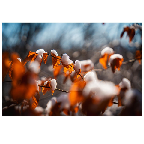 Brauntrockene Blätter einer Buche (?) werden von der Sonne durchschienen. Etwas Schnee liegt auf den Blättern.
