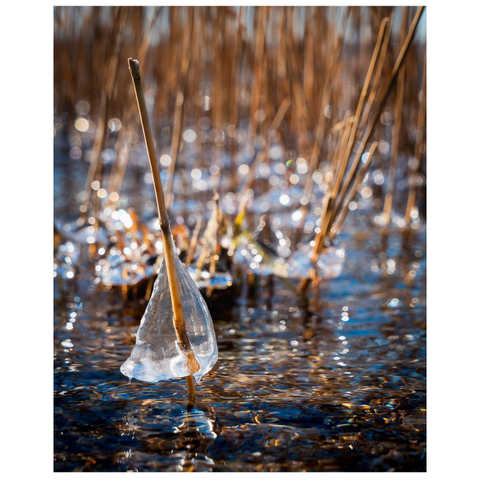 Wind und Wellengang haben am unteren Ende von Schilfrohren kleine Eisglöckchen entstehen lassen.
