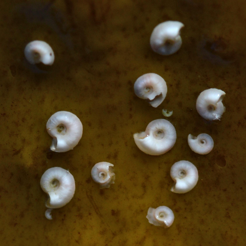 A photo of spiral fanworm shells on a piece of seaweed.