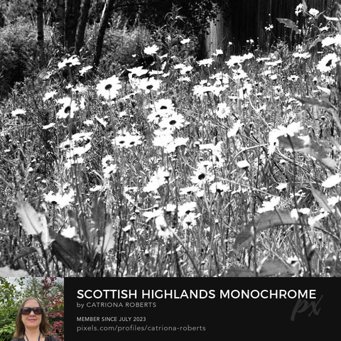 Black and White photograph featuring the design- 

Black and White Daises.

I originally took a coloured photo of a lovely grouping of Daisy flowers, laterally I digitally colour edited these to create this stunning monochrome composition. 

Features Daisies with black centres and white petals set against a dark background, creating a striking contrast. 

The petals appear almost luminescent, drawing attention to their delicate structure.

Click links on the main post for options.
