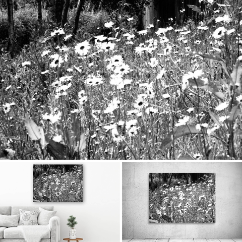 Above Black and White photograph  featuring the design-

Black and White Daises. 

Lower left design on a Canvas Print on a wall above a living room unit. 
Lower right design on a Canvas Print on an exhibition wall. 

I originally took a coloured photo of a lovely grouping of Daisy flowers, laterally I digitally colour edited these to create this stunning monochrome composition.

Features Daisies with black centres and white petals set against a dark background, creating a striking contrast. 

The petals appear almost luminescent, drawing attention to their delicate structure. 

Mockups combined in a grid format in canva.com

Click links on the main post for options.
