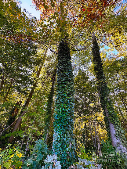 Ivy Covered Trees