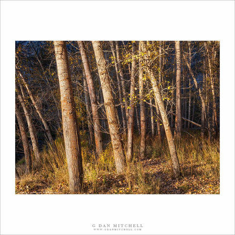 Cottonwood tree trunks