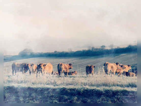 Des vaches rousses dans un pré baigné du soleil glacial d'un matin de novembre. L'herbe est gelée. Le brouillard se lève.