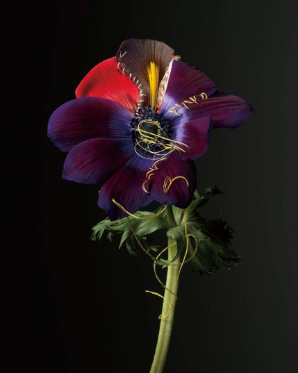 A striking flower with deep purple petals and red accents, adorned with delicate golden threads, set against a dark background.