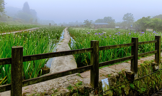 Field of lilies with a fence in the foreground and volcanic gases from fumaroles in the background.