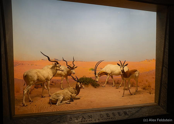 Diorama of the Libyan desert at the American Museum of Natural History
NYC
