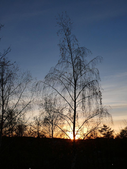 Outline of a leafless birch tree against an evening sky. The trunk of the tree is masking out the setting sun.