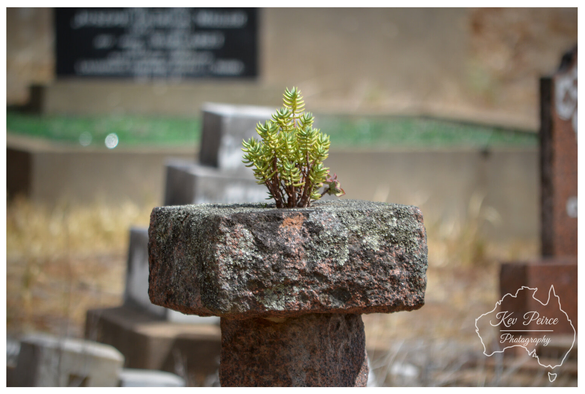 A close up photograph focused on a small, vibrant green succulent plant growing out of a rectangular block of weathered, moss covered stone, which is mounted on a pedestal, likely in a cemetery.  The background is softly blurred (bokeh), showing various out of focus gravestones and monuments under bright daylight, contrasting the life of the plant with the surroundings.