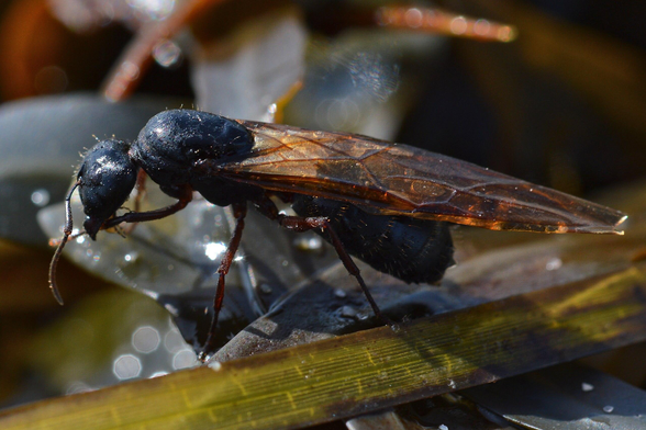 A photo of a large winged ant viewed from the side. They're standing on seaweed.