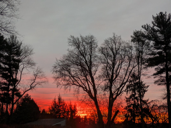 Photo looking east at sunrise. Beyond the dark silhouettes of trees the sky is streaked with hues of reds, pinks and orange. The sun is partly hidden. What shows is a golden orb.