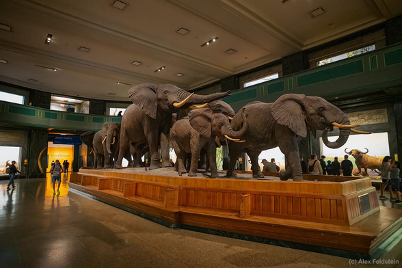 Elephants display at the American Museum of Natural History