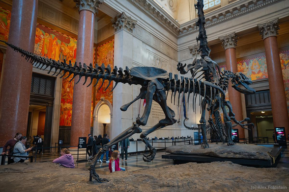 Dinosaur fossils at the American Museum of Natural History