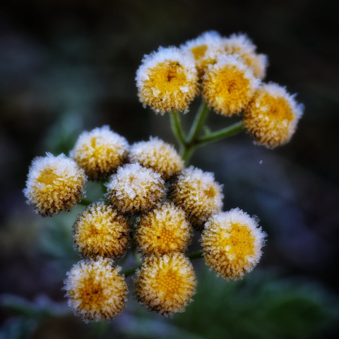 This image features a close-up of a cluster of small, vibrant yellow tansy flowers, each with a spherical, pom-pom-like appearance. The flowers are densely packed with tiny petals, creating a fluffy texture. Delicate frost covers the petals, giving them a sparkling, frosted look. The background is softly blurred, drawing focus to the intricate details of the flowers and their frost-kissed surfaces. The overall scene evokes a sense of freshness and the arrival of colder weather, possibly early morning or late autumn. The green stems and leaves are slightly visible, adding contrast to the bright yellow blooms.