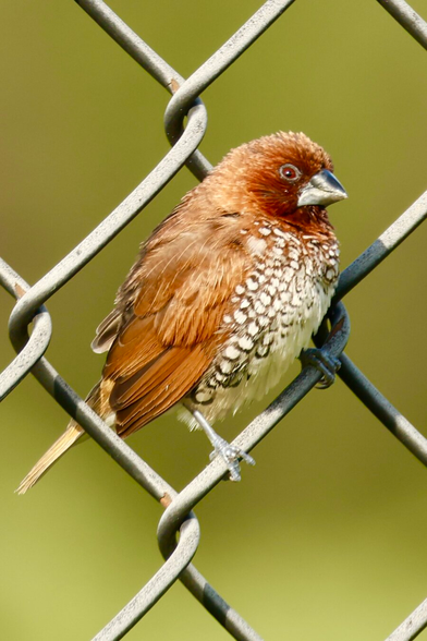 a bird the color of cinnamon and sugar perches on a chain-link fence.