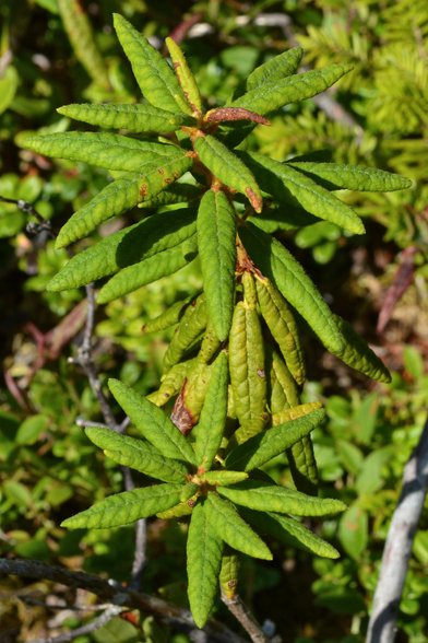 A photo of a bog Labrador tea plant.