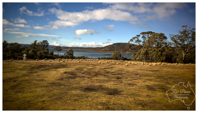 A wide, horizontal landscape photo of a large, golden brown grassy field in the foreground, leading towards a calm, blue gray lake in the middle ground.  On the far side of the lake, low hills are visible under a bright blue sky dotted with scattered white cumulus clouds.   The field is bordered by dense eucalyptus trees and shrubs on the right and left. The overall scene conveys a vast, slightly rustic, high country wilderness feel.