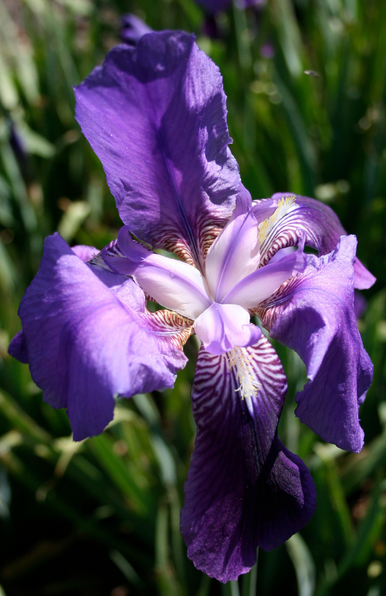 A close-up of a vibrant purple iris flower in full bloom, with detailed petals and faint stripes, set against green, softly blurred foliage in the background.