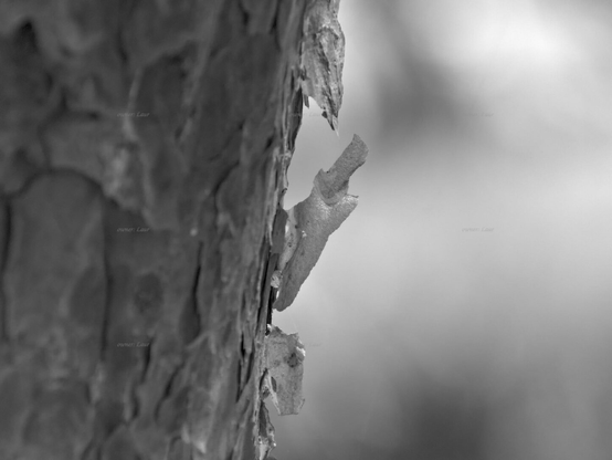 Nature, bark, closeup, black and white, photo