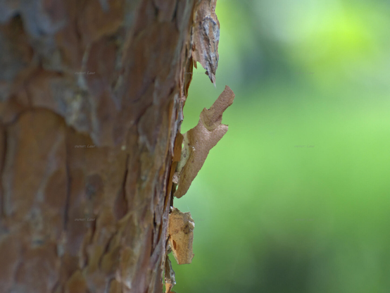 Nature, bark, closeup, color, photo