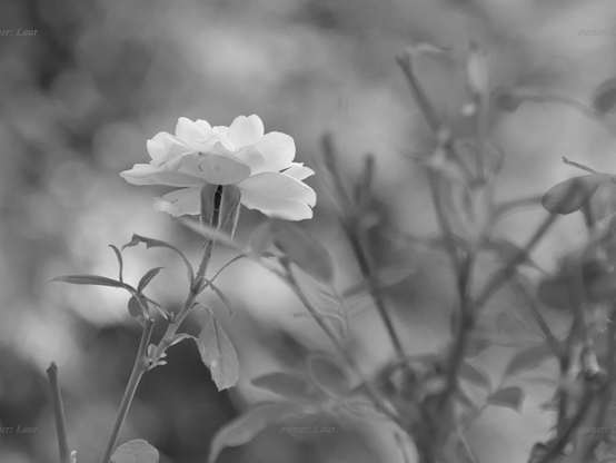 Rose, black and white, photo