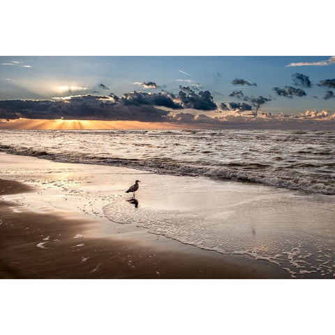 Colourphoto of seagulls at the North Sea beach near the nature reserve Kennemer Dunes, Netherlands, December 2023