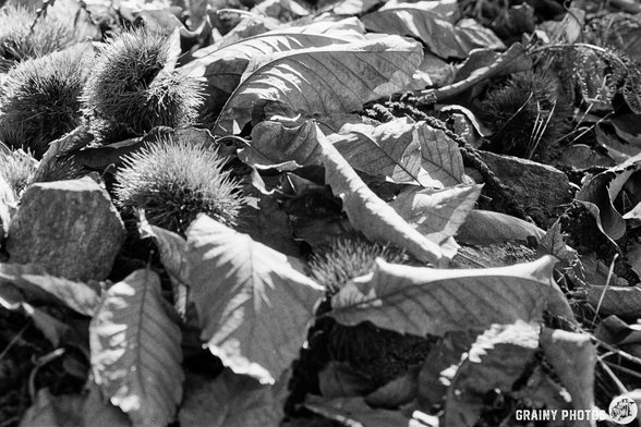 A monochrome image showcasing a textured arrangement of fallen leaves and chestnuts on the ground, highlighting the contrast between the smooth leaves and the spiky chestnuts. Natural and organic elements create an earthy atmosphere.