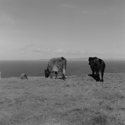Yashica MAT124G | Kodak Tri-X 400 | Shot at 320 + Med Yellow Filter | Developed in XTOL

Highland cows grazing near the monument