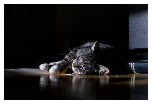 En liggande bild på katten Sonja som ligger på golvet i en solstrimma. Bakom hennes i solen syns nederdelen av en desktop-dator och en bok.