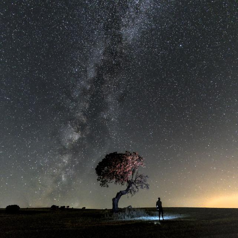 Una encina y una persona con la Via Lactea 
