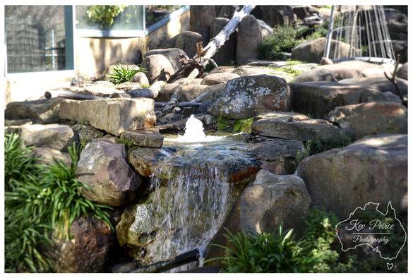 Detailed view of a rocky, multi tiered water feature with a small cascade and a fountain jet spraying up from the pool below. The rocks are surrounded by lush green foliage and a piece of deadwood.
