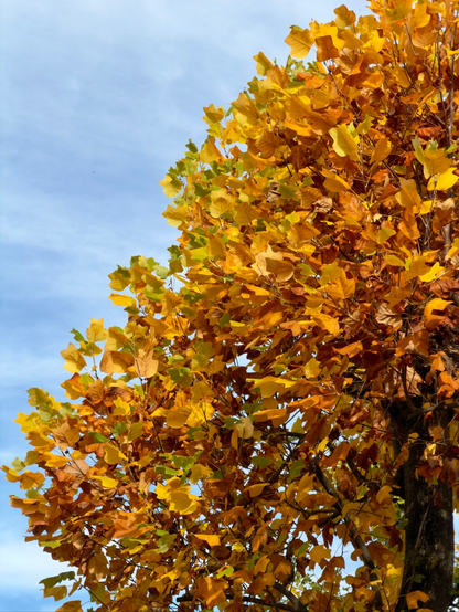 A close-up of a tree covered in vibrant autumn leaves ranging from golden yellow to deep orange and brown, set against a soft blue sky. The foliage fills most of the frame, highlighting the warm colors of fall.