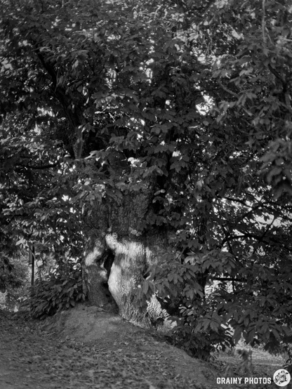 A large, textured tree trunk surrounded by lush green foliage, captured in monochrome. The sunlight casts subtle shadows, highlighting the bark's details and the natural environment.