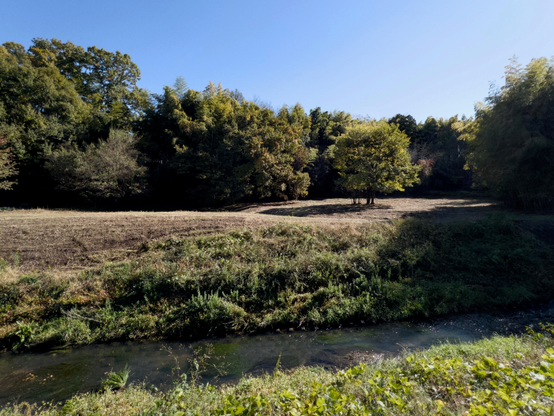 Summer and clear blue skies. A view across a river to a wide grassy area surrounded by trees and bamboo. A lone tree stands to the right and in front of the leafy backdrop. It casts a long shadow over the dry, mown grass.