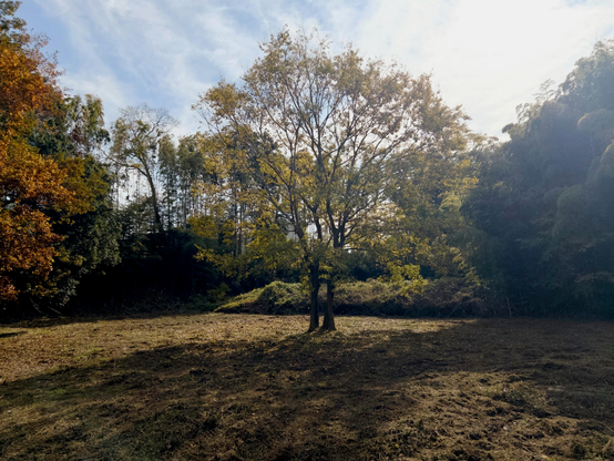 Autumn. Whispy clouds in a blue sky under bright sunlight. A close up of the lone tree. The bamboo backdrop is thinner and leaves on different tree to the left are burnished and brown. From a distance the lone tree appears to have one trunk but now we can see two distinct trunks.