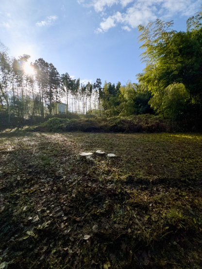 Glorious blue skies and tufts of cloud. The glare of the morning sun pierces the tops of the bamboo backdrop. It casts a spotlight on three cleanly cut stumps where the lone tree had stood. Cuttings from pruning exercises last year are piled at the foot of the bamboo. A single, white walled house stands just to the left of centre beyond the  bamboo curtain. The churned grass around the stumps is carpeted by fallen leaves.