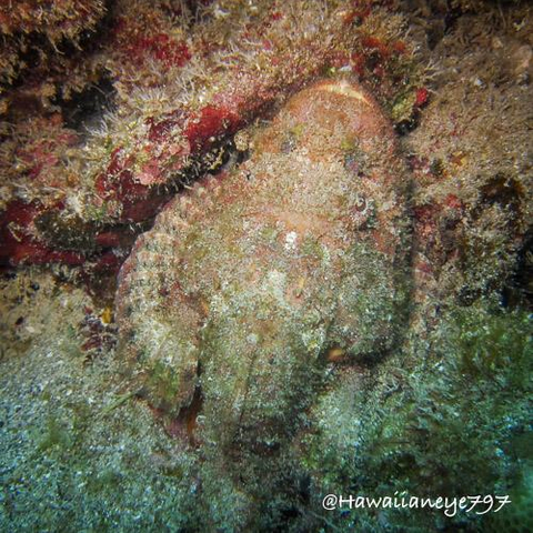 A camouflaged fish blends in with its surroundings on an ocean reef. It mouth is visible as a light yellow curve at the top center right. Its left pectoral fin at left showing faint uniform ridges. 