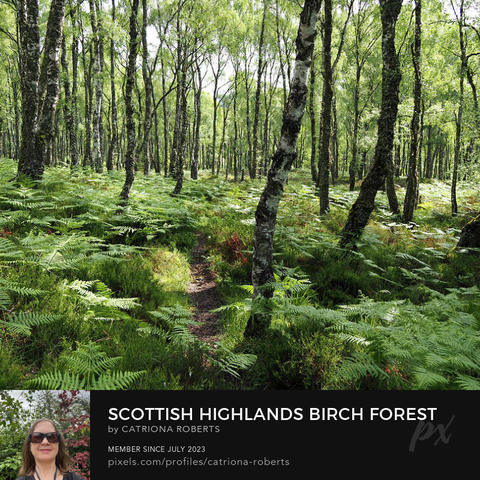 Coloured photograph featuring the design- 

Scottish Highlands Birch Forest Trail.

I  took this photo during a lovely summer nature walk through the Scottish Highlands.  

Features a peaceful forest with tall birch trees and thick green ferns covering the ground. 

Sunlight filters through the leaves, creating a sense of tranquility.

Click links on the main post for options. 
