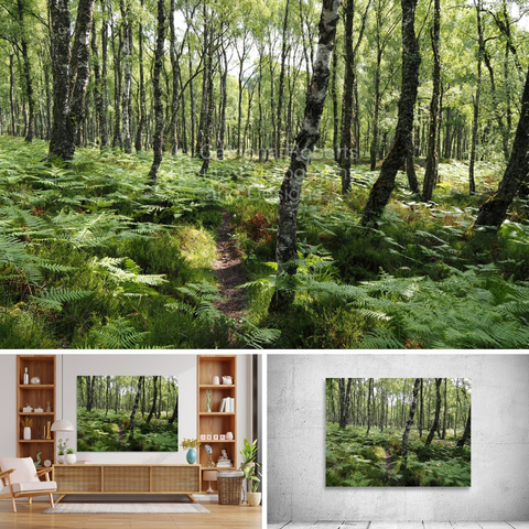 Above coloured photograph featuring the design- 

Scottish Highlands Birch Forest Trail. 

Lower left design on a Canvas Print on a wall above a living room unit. Lower right design on a Canvas Print on an exhibition wall.  
 
I  took this photo during a lovely summer nature walk through the Scottish Highlands. 

Features a peaceful forest with tall birch trees and thick green ferns covering the ground.

Sunlight filters through the leaves, creating a sense of tranquility. 

Mockups combined in a grid format in canva.com

Click links on the main post for options. 
