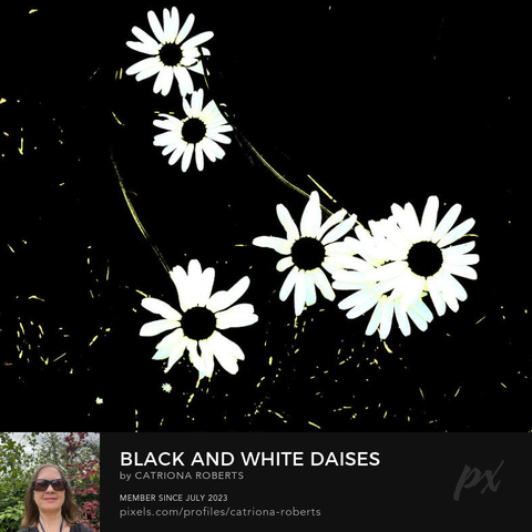 Black and White photograph featuring the design- 

Black and White Daises.

I originally took a coloured photo of a lovely grouping of Daisy flowers, laterally I digitally colour edited these to create this stunning monochrome composition. 

Features Daisies with black centres and white petals set against a dark background, creating a striking contrast. 

The petals appear almost luminescent, drawing attention to their delicate structure.

Click links on the main post for options.

