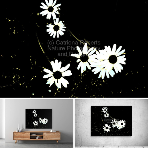 Above Black and White photograph featuring the design- 

Black and White Daises. 

Lower left design on a Canvas Print on a wall above a living room unit. Lower right design on a Canvas Print on an exhibition wall. 

I originally took a coloured photo of a lovely grouping of Daisy flowers, laterally I digitally colour edited these to create this stunning monochrome composition. 

Features Daisies with black centres and white petals set against a dark background, creating a striking contrast. 

The petals appear almost luminescent, drawing attention to their delicate structure. 

Mockups combined in a grid format in canva.com

Click links on the main post for options.
