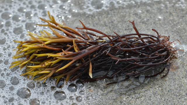 A photo of purple seaweed with yellow tips on a beach. Sea foam is washing by it.