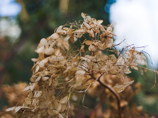 Colour photo of dryed hortensya