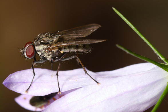 a little fly  (Hylemya sp.) on a flower