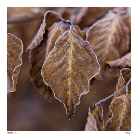 A frozen beech leaf