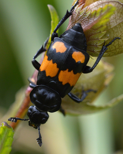 A photo of a black and orange beetle facing downwards on a plant.